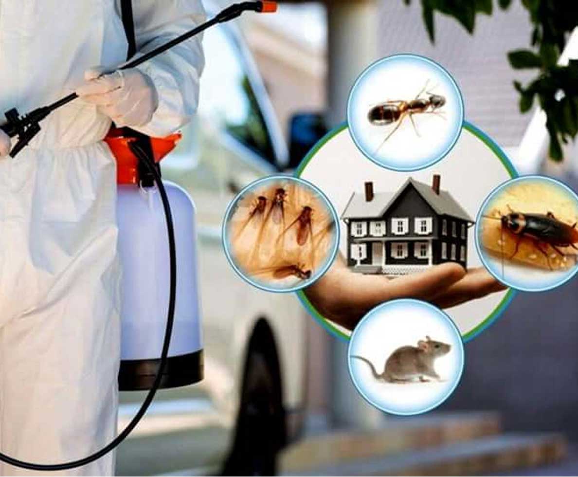 云南绿桦有害生物防治服务有限公司，宾馆虫害防治的专业能手